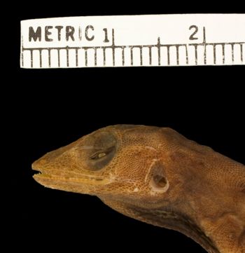 Media type: image;   Herpetology R-7889
